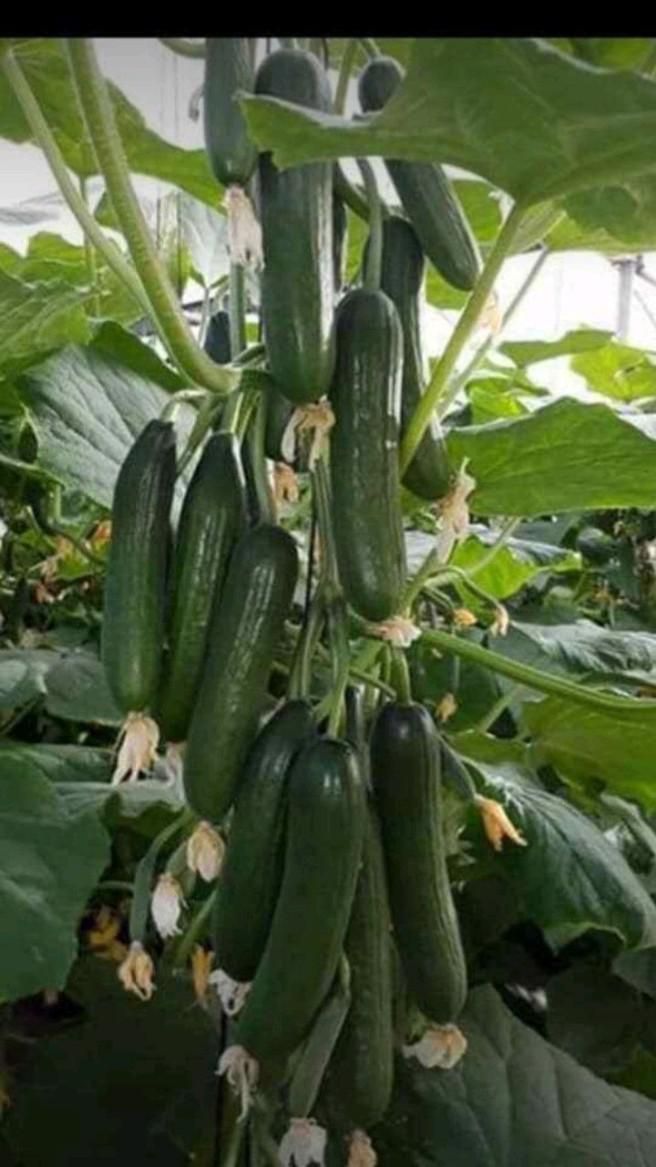 pepino